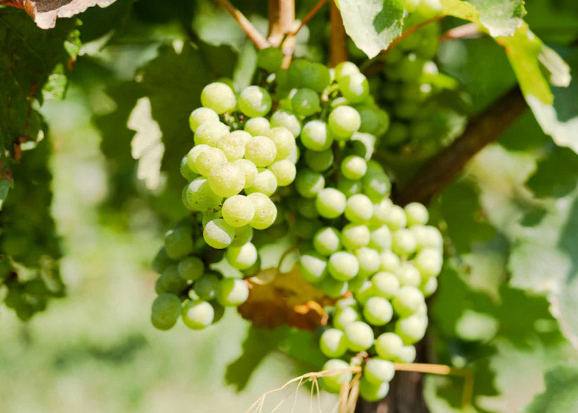 uva bianca ros azienda agricola