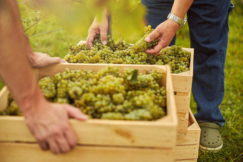 vendemmia uva bianca ros azienda agricola